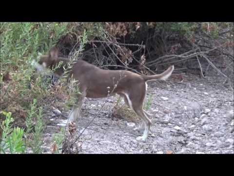 Marcos,, Podenco Orito Español