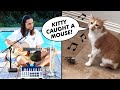 The Kiffness X Kyro Singing Cat Kitty Caught A Mouse