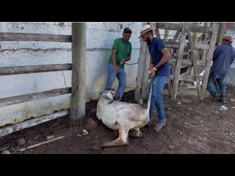 EMBARQUE DE 50 CABEÇA DE GADO VENDIDAS PARA VALMIR DA ACAJUTIBA-BAHIA COMPROMISSO É COM AMIGOS DE FÉ
