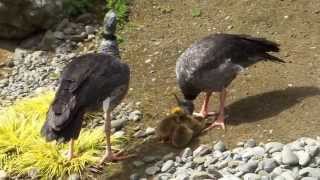 preview picture of video 'Crested Screamers at Sequoia Park Zoo - 1 of 3'