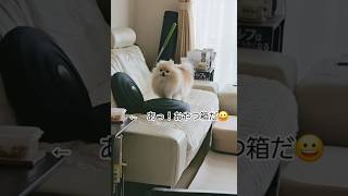 おやつが楽しみな犬💓 #犬との暮らし #癒し #ポメラニアン