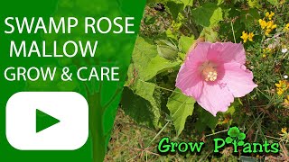 Swamp rose mallow – grow & care (Beautiful Hibiscus palustris flowers)