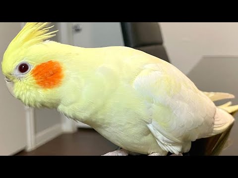 Cockatiel Flock Calling Me
