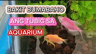 BAKIT BUMABAHO ANG TUBIG SA AQUARIUM