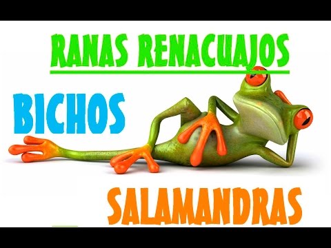Video for children. BUGS. FROG AMPHIBIANS INSECTS SPIDERS TADPOLE Salamanders and DRAGONS