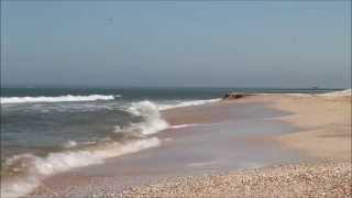 Daughter - Lifeforms