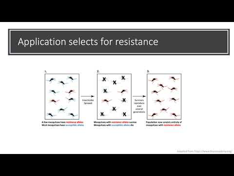 Evolution of pyrethroid insecticide resistance in Aedes aegypti from Peru - Jennifer Baltzegar