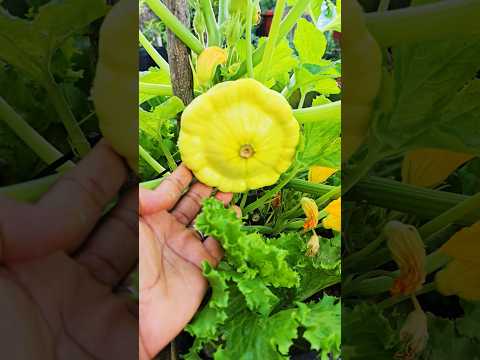 Discover the Yellow Patty Pan Squash Phenomenon #shorts #food