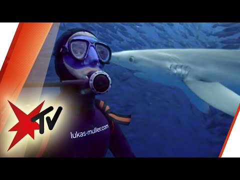 Tanz mit den Haien | stern TV