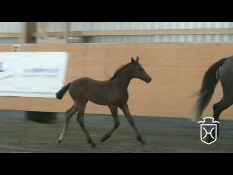 HEI202 Stutfohlen von Adagio de Talma - Claudio - Acord II