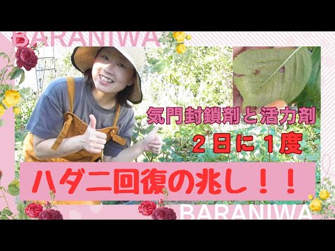 熱波の後にあなたの庭を救う天然肥料は何ですか?灼熱の夏のダメージを修復する6つのエリクサー  庭園