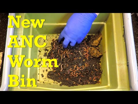 African nightcrawler bait boxes emptied to launch new worm bin - vermicompost