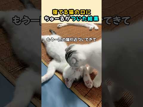 寝ている猫の口に、ちゅーるをのせた結果