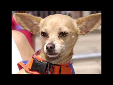 Raise the woof: It’s National Dog Day