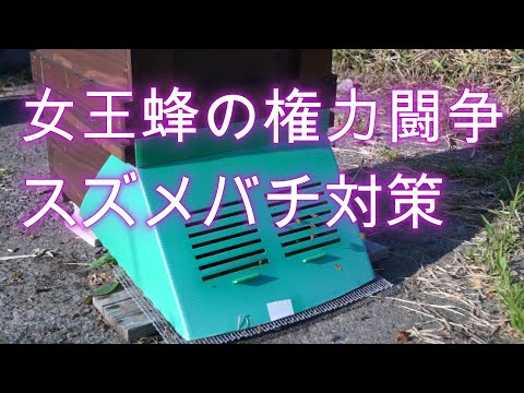 経済学科 晴蜂雨読⑦／女王バチの権力闘争とスズメバチ対策 (7月)／山崎亮一／日仏英字幕付き