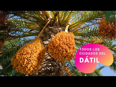 , title : 'DÁTIL PALMERA DATILERA CÓMO SE CUIDA'