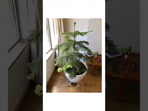 , title : 'My Norfolk Pine Island/ Mi Araucaria Heterophylla Growing up'