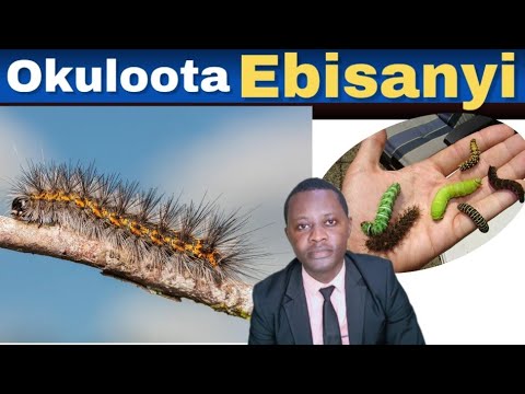 OKULOOTA EBISANYI KITEGEZAKI BY BROTHER STEVEN