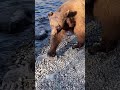 Bear Attacks Fisherman - Mammoth Lakes, CA