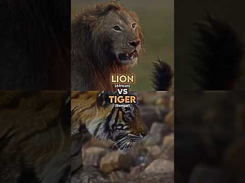 Lion vs Tiger