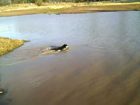 Bidwell Park - Dozer