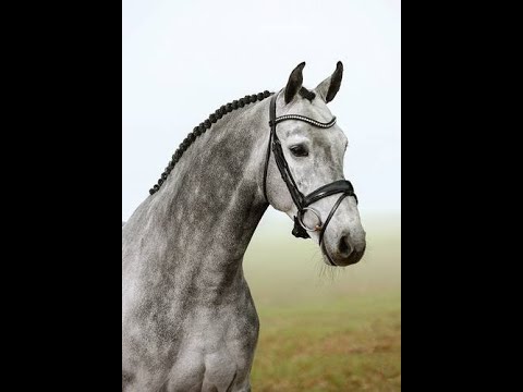 Condoctro (Cornet Obolensky x Indoctro x Baloubet du Rouet) Vechta 2022