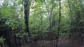 preview picture of video 'Bull Moose in Maine - Deer Archery Season 2012'
