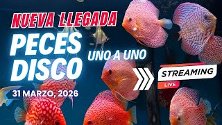¡Llegada de discos en  directo! ¡con descuento si encargas!