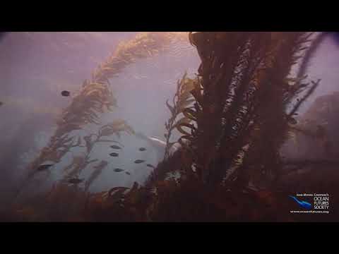 SeaScope 13 - Undersea Forests