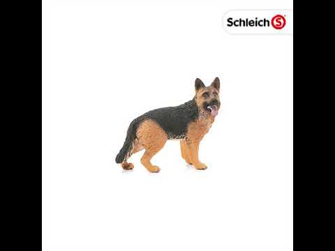 German Shepherd Male