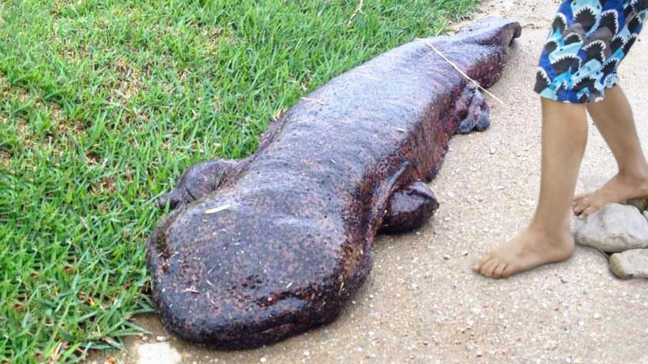 9 ANIMAIS QUE SÃO MAIORES DO QUE VOCÊ PODIA IMAGINAR