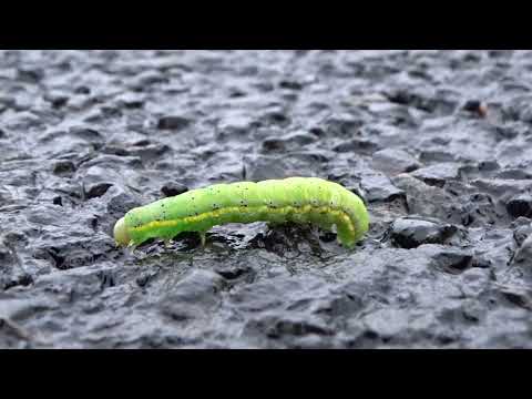 Angle shades moth - caterpillar (Krokiewka lękliwica - gąsienica)