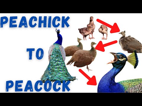 Peacocks Growing Over 12 Months