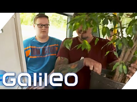 Umzug mit Öffis - Ist das erlaubt? | Galileo | ProSieben