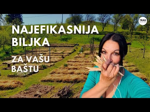 THE MOST EFFICIENT PLANT FOR YOUR GARDEN