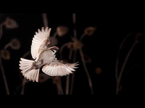 Jóhann Jóhannsson - A Sparrow Alighted Upon Our Shoulder