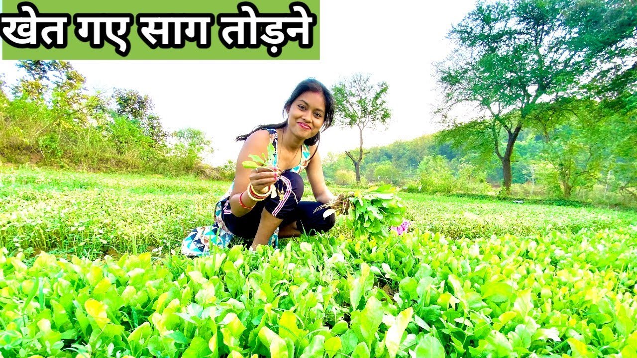 खेत गए साग तोडने || Village Vlog | Manisha Sahu