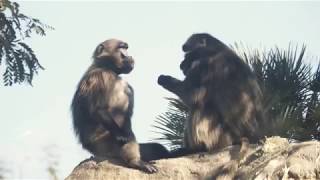 Welcome Geladas to Africa Rocks