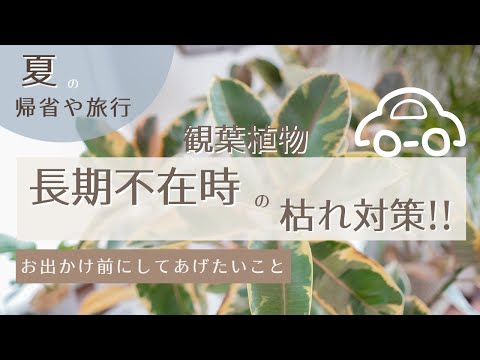 暑いときはプールにカバーをしたほうがいいでしょうか？どうやって ？全てをご説明させていただきます！  庭園