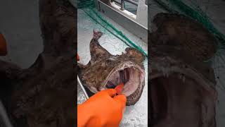 Download lagu This Fish Has Its Own FISHING ROD! 🎣 Real Life Sea Monster! 👹 mp3