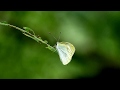 柳の葉で休むモンシロチョウ