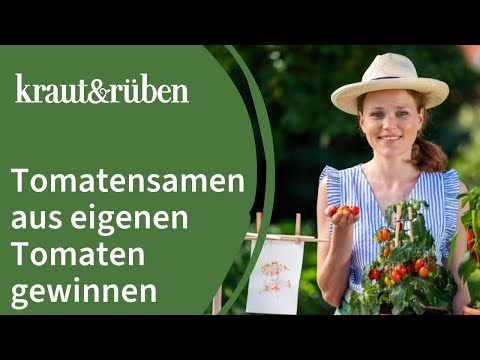 🍅Tomatensamen selber gewinnen: ernten, trocknen & richtig aufbewahren🍅