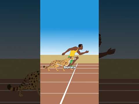 Can Usain Bolt outrun a cheetah?