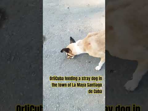 OrliCuba feeding a stray dog ​​in the town of La Maya Santiago de Cuba