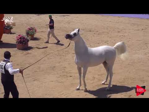 Menton 2019 - 7 Years Old and Older Stallions (Class 10)