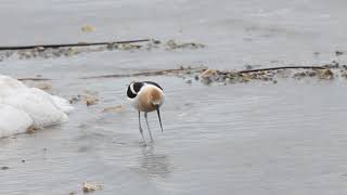 American Avocet
