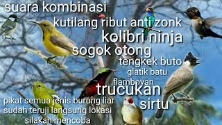 Download lagu suara pikat kutilang ribut kombinasi kolibri ninja_trucukan_sogok otong_sirtu_glatik batu_flamboyan mp3