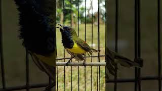 Download lagu SUPER KEJER SOGON FIGHTER #sogon #birds #sogongacornobra #amthanhchim mp3