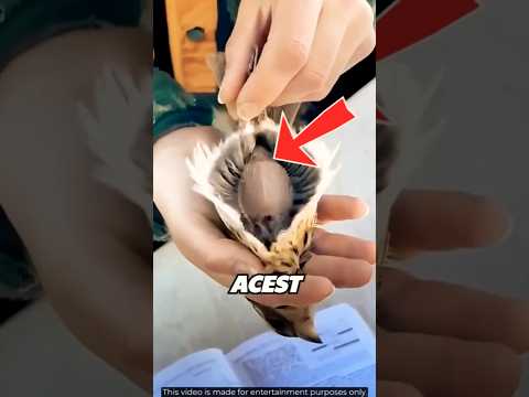 Trucul pe care veterinarii îl știu!