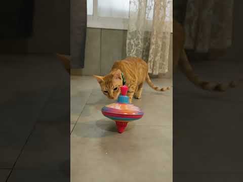 Haru Is Getting Ready For Hanukkah